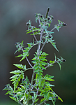 BB 11 0272 / Ambrosia artemisiifolia / Beskambrosia